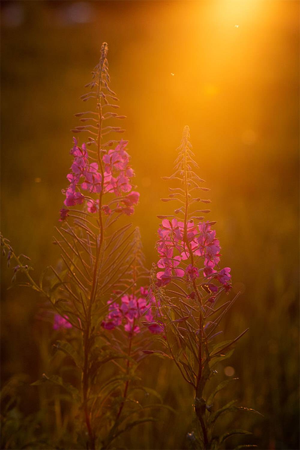 , Чудинин Дмитрий