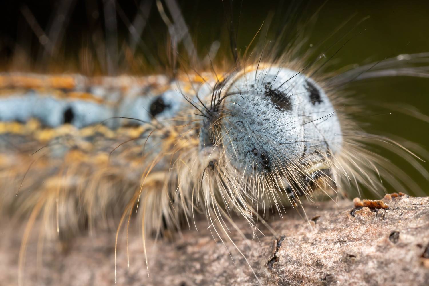 , Кузнецов Дмитрий