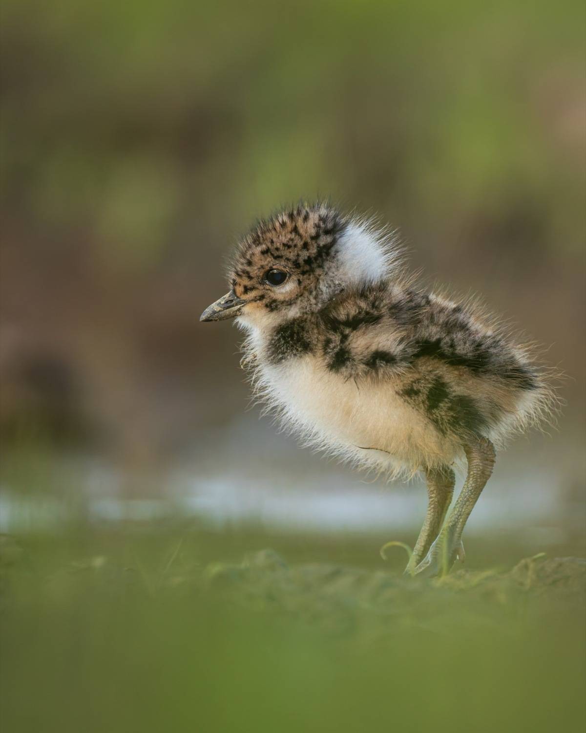 чибисенок, чибис, птицы, птенец, Руслан Pl