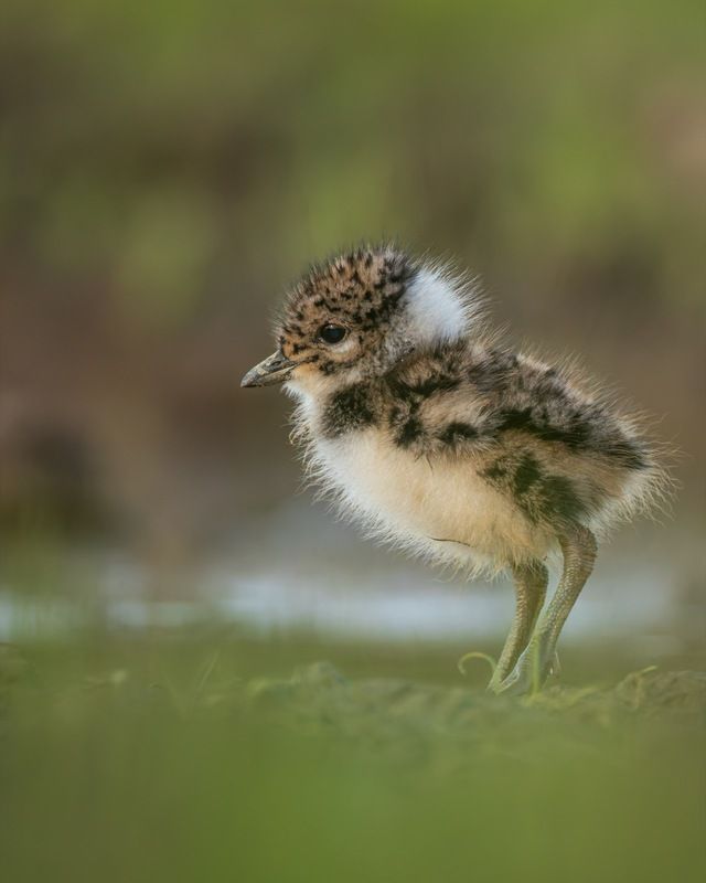 чибисенок, чибис, птицы, птенец Чибисенок фото превью
