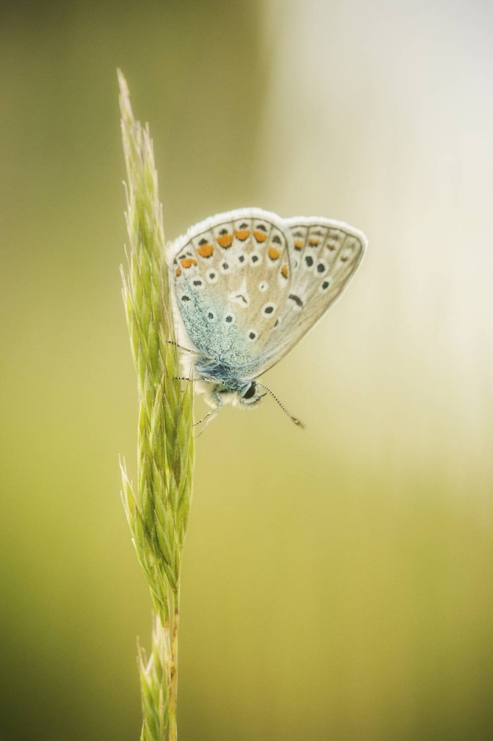 Butterfly, Nature, Insect, Meadow, Grass, Close-up, Wildlife, Animal, Damian Cyfka
