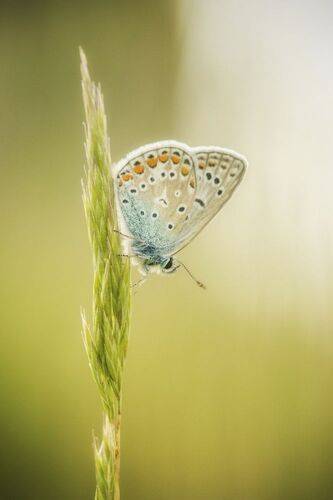 Blue butterfly