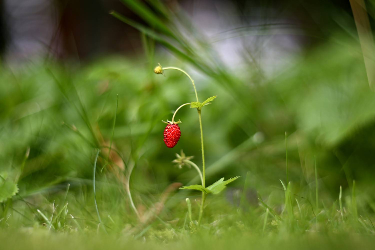 , Колобошников Эдуард