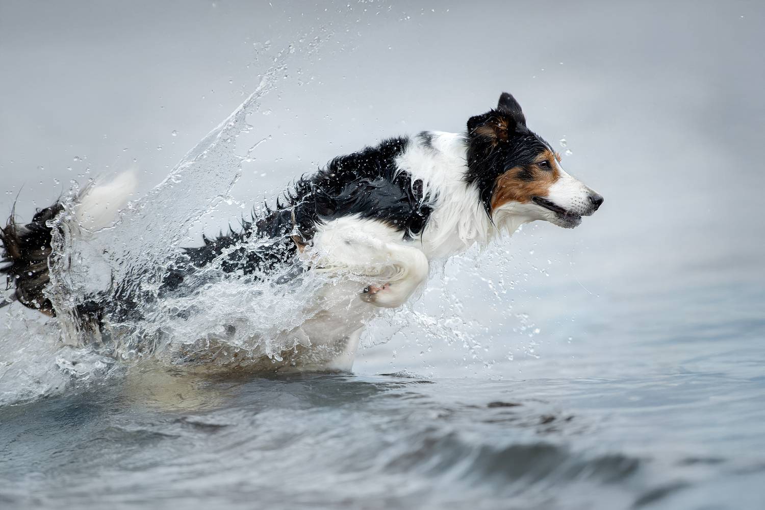 , Светлана Писарева