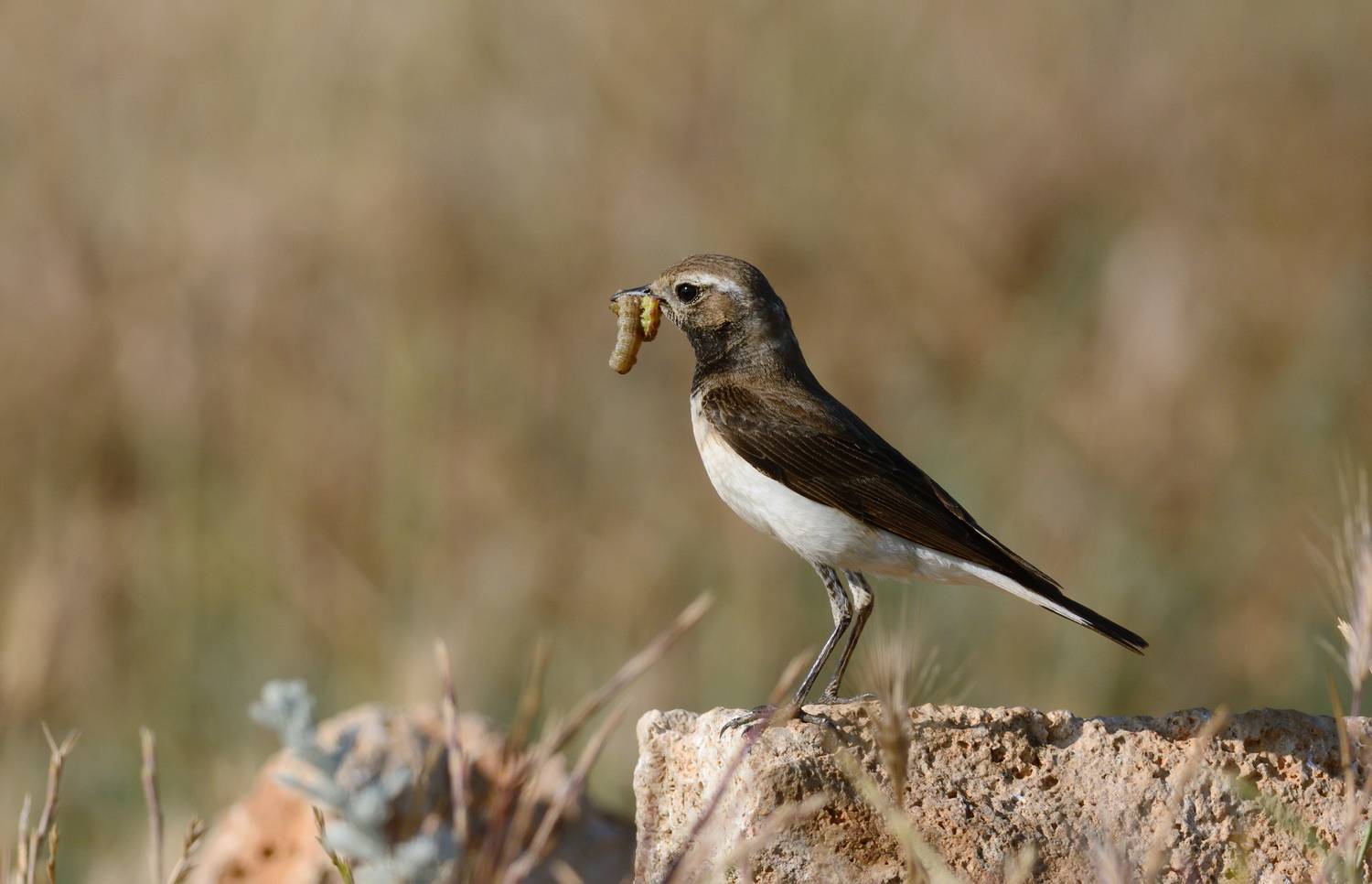 , Сергей Шкарупо