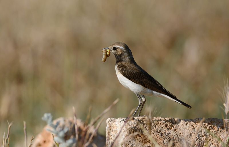 Испанская каменка в делах фото превью