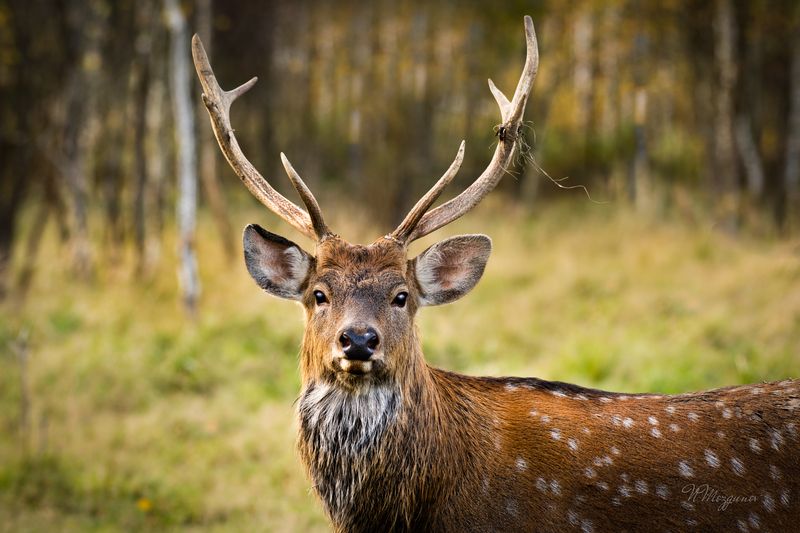 Благородные создания фото превью