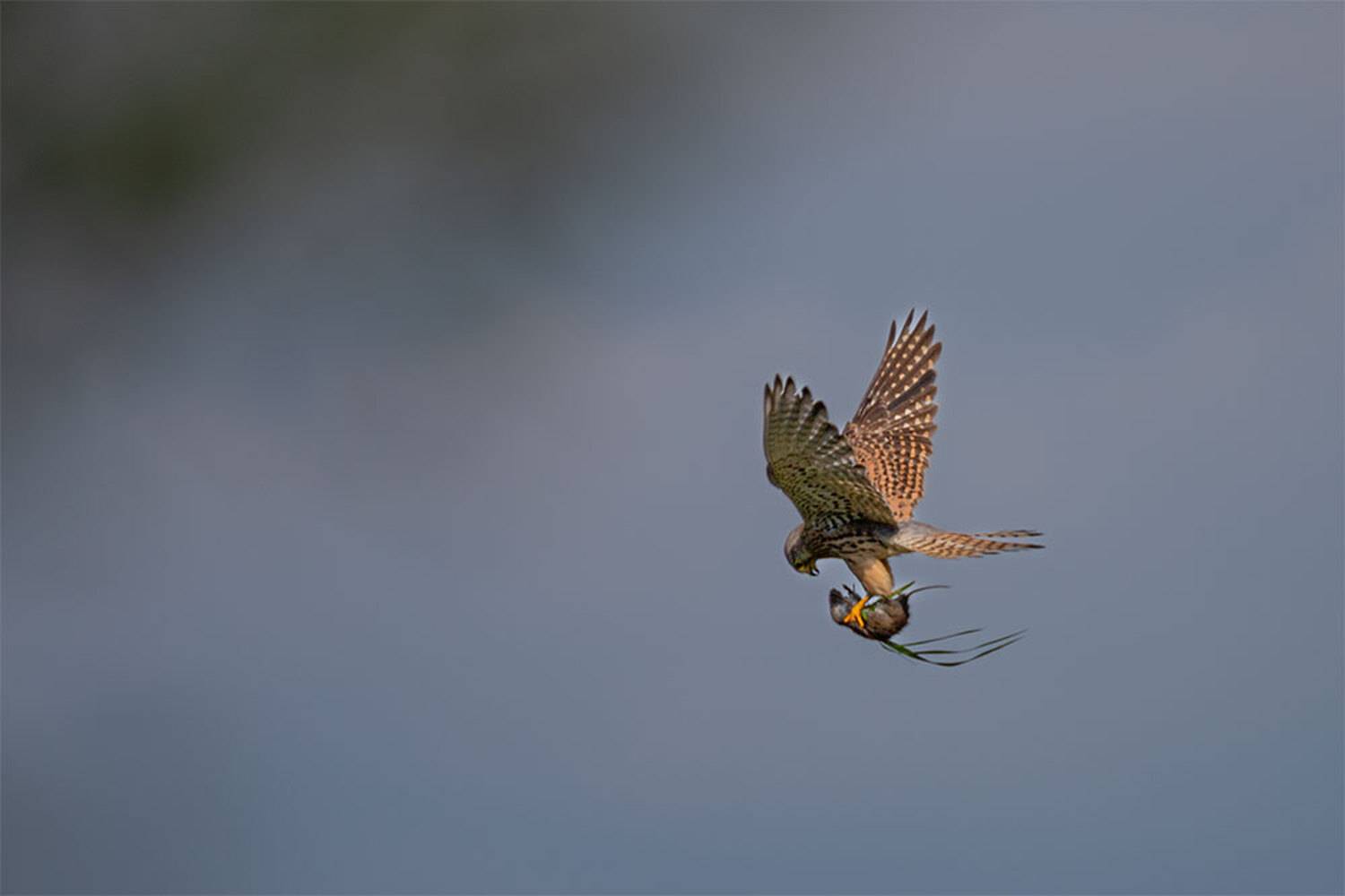 , Чудинин Дмитрий