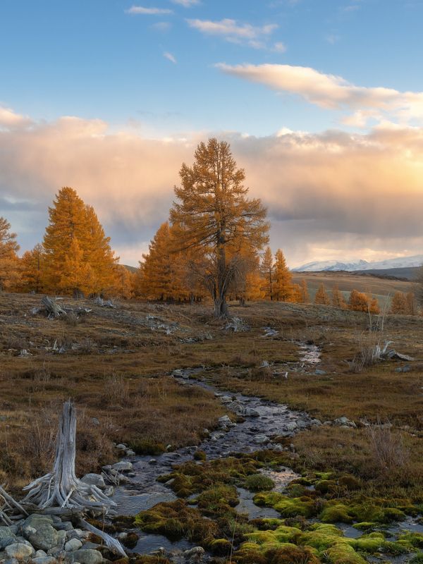 Ручеек. Алтай 2024. фото превью