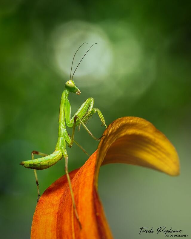 macro, mantis, georgia Baby Mantis фото превью
