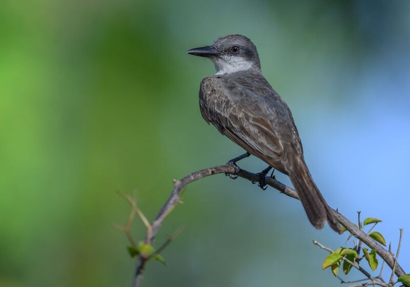 Gray Kingbird (Tyrannus dominicensis) фото превью