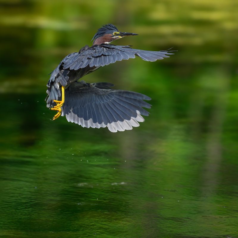Green heron фото превью