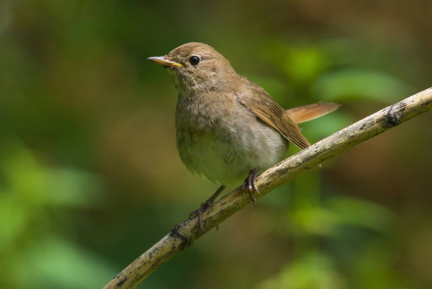 соловей,кусты,июль, Иван