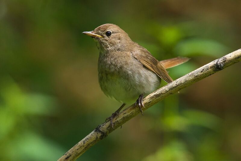 соловей,кусты,июль Соловейко фото превью