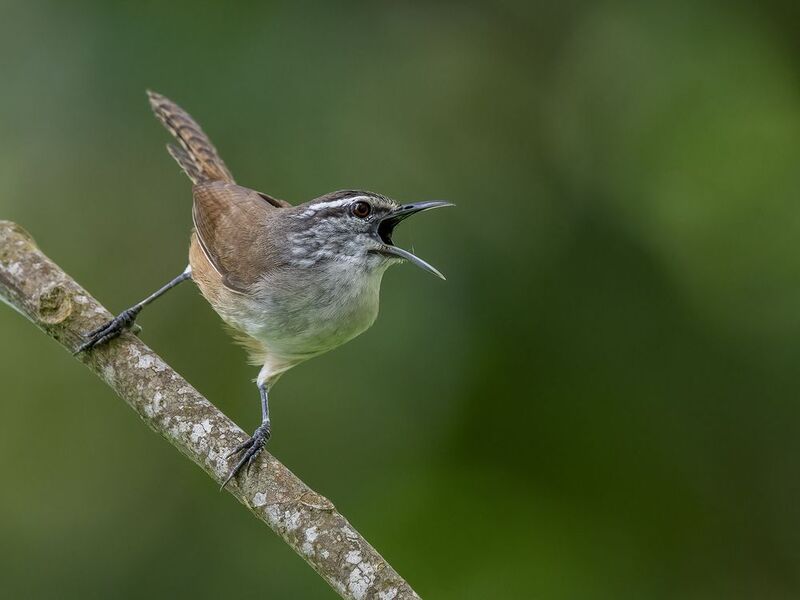 Cabanis’s Wren фото превью