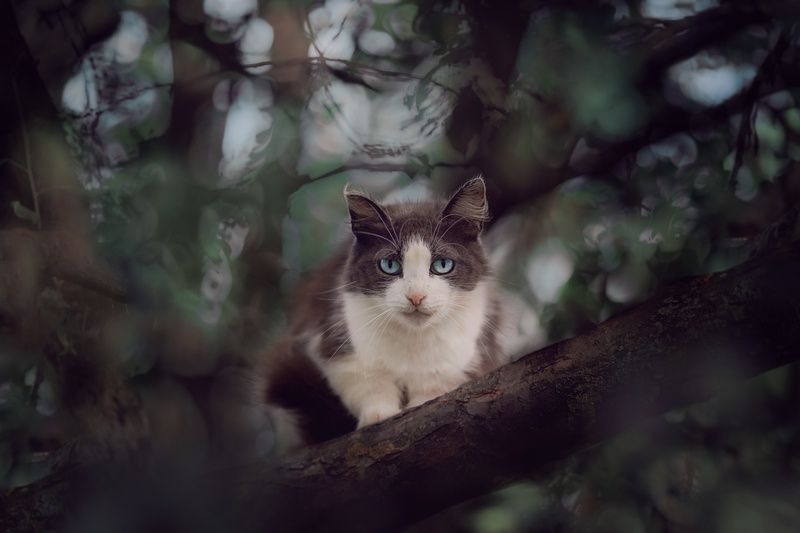 Затаившийся тигр фото превью