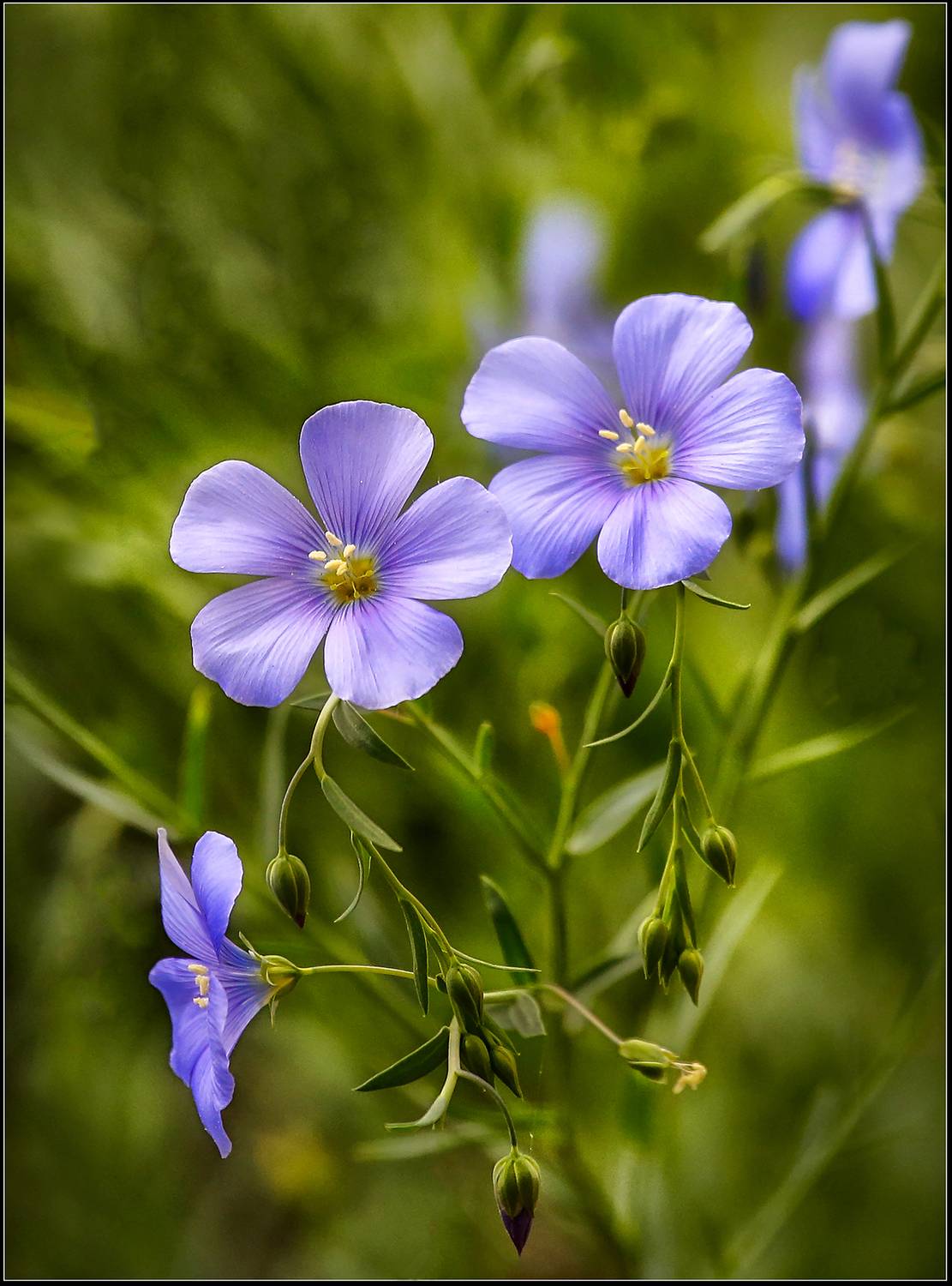 , Ушаков Валерий