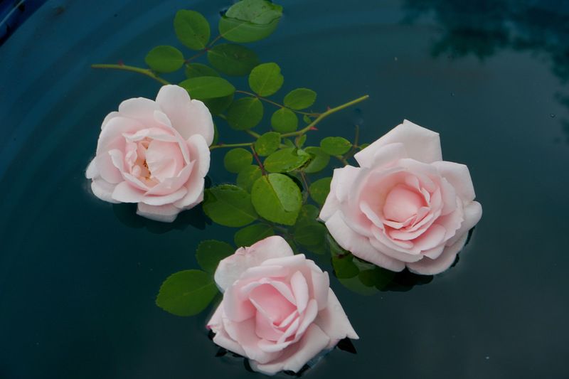 Розы фото превью