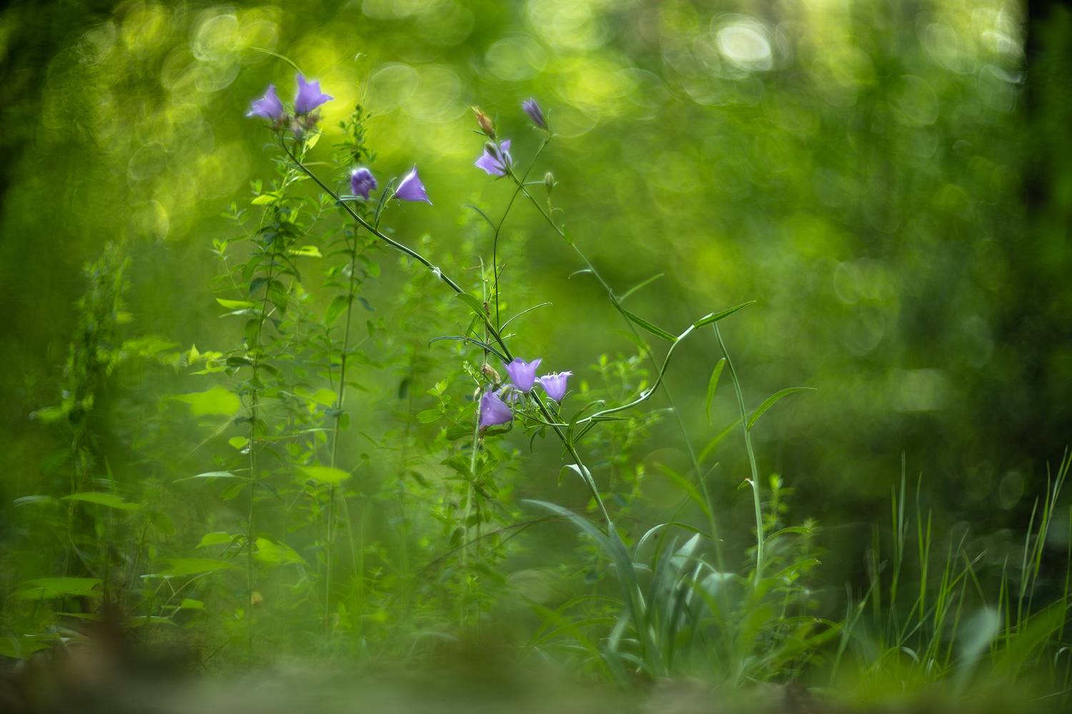 цветы, утро, свет, россия, воронеж, позитив, лес, nikon d 850, гелиос-40-2 1,5/85 никон., Мещеряков Геннадий