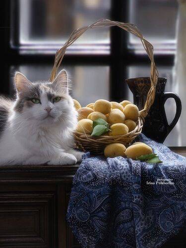 Кошка с абрикосами