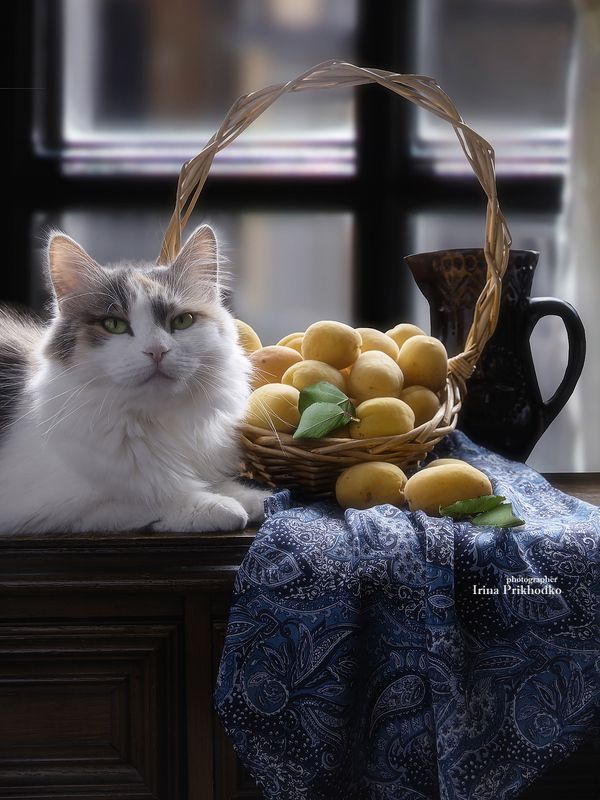 животные, кошки, домашние питомцы, фрукты, абрикосы Кошка с абрикосами фото превью