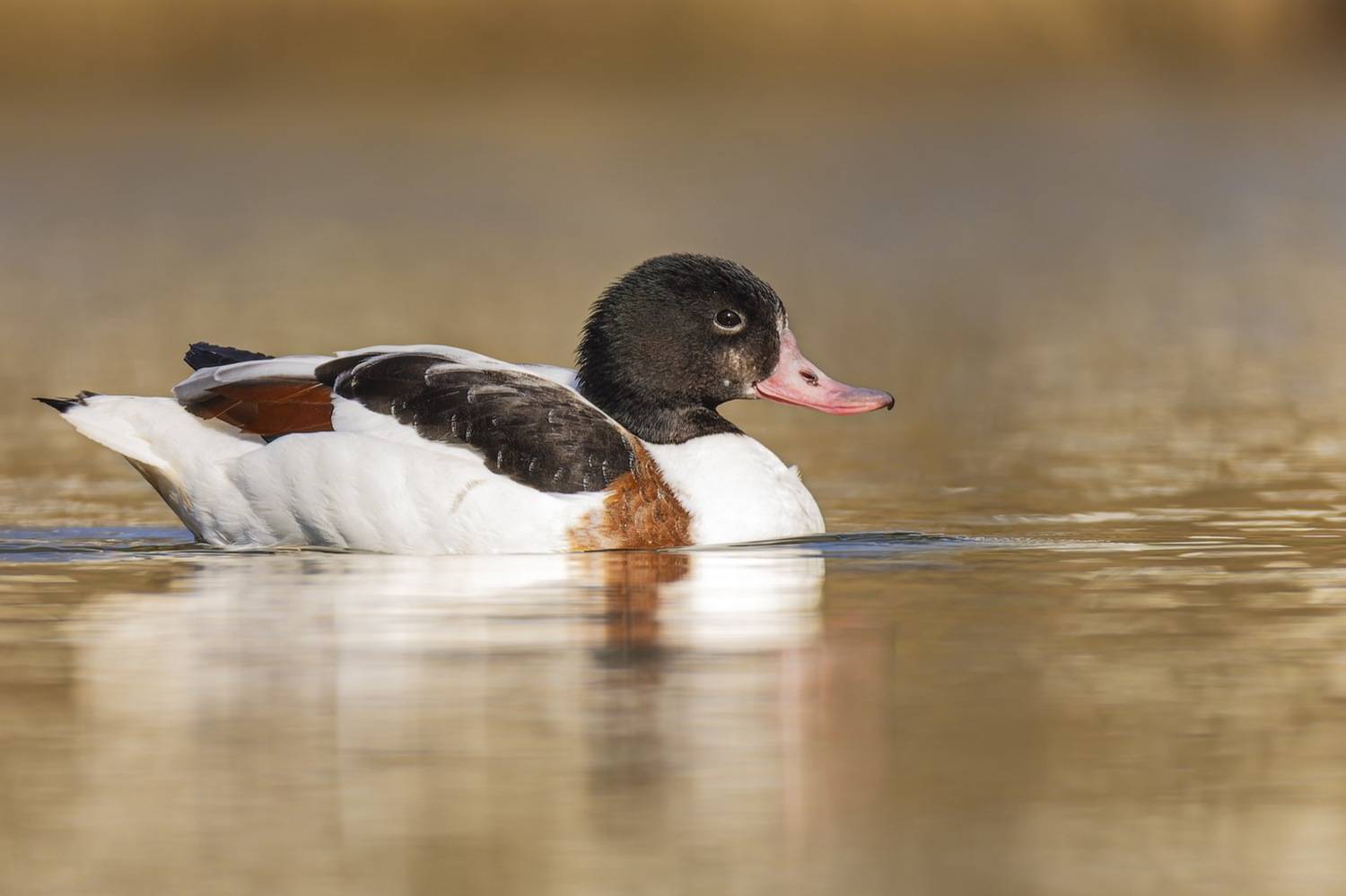 пеганка, утра, птицы, Руслан Pl