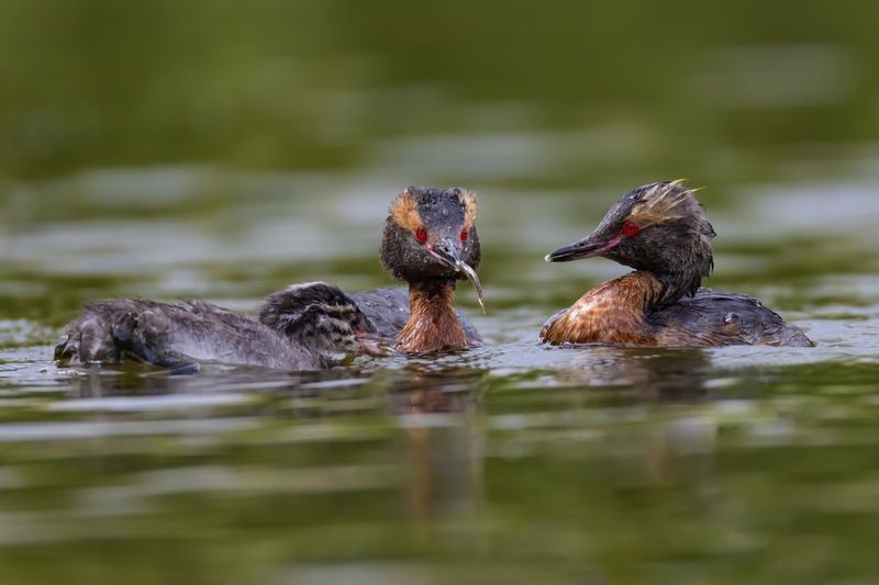 красношейная поганка, поганка, птенец, птицы Красношейная поганка фото превью