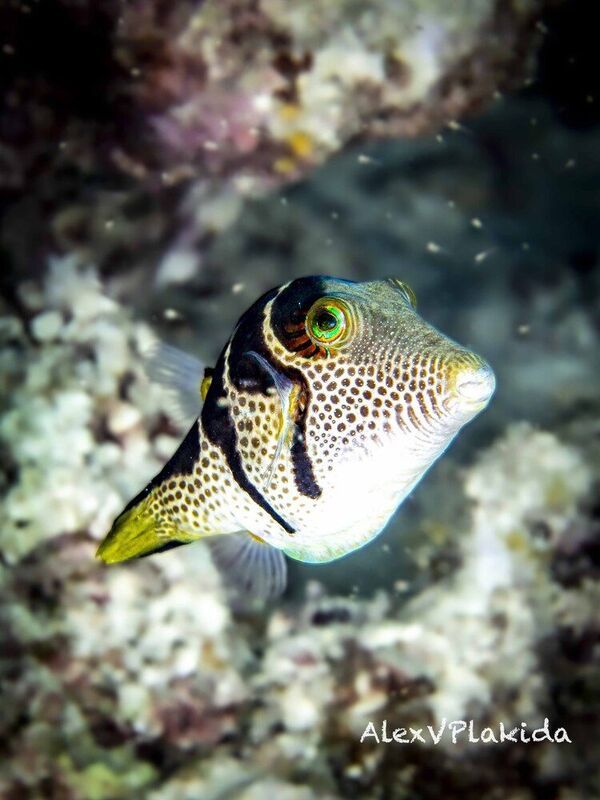 Sweet and Sour name фото превью