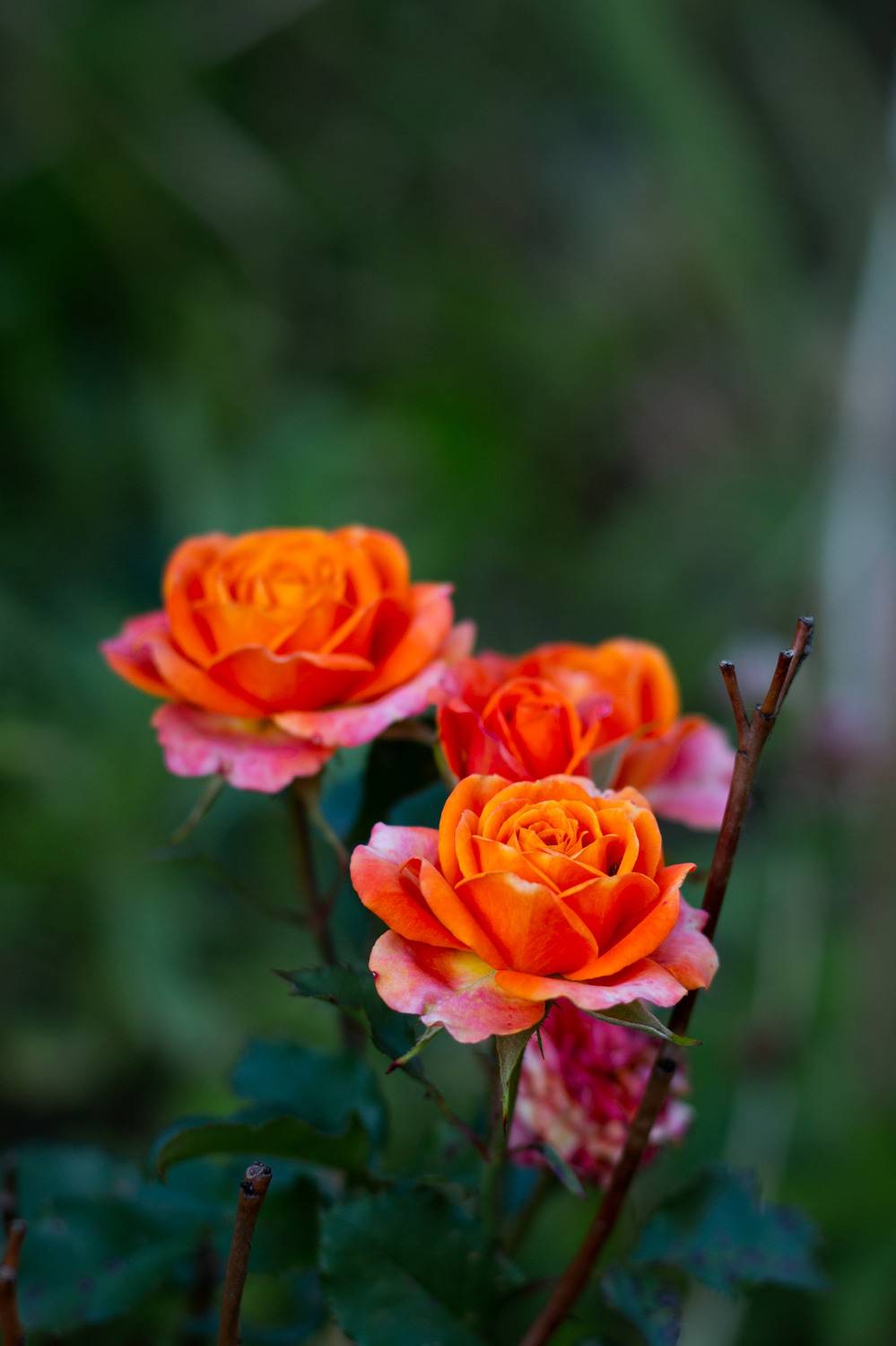 , Александр