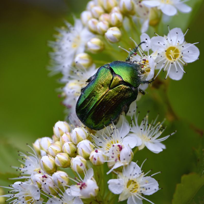 Блестящий кавалер в зеленом и желтом залах ее величества Природы фото превью