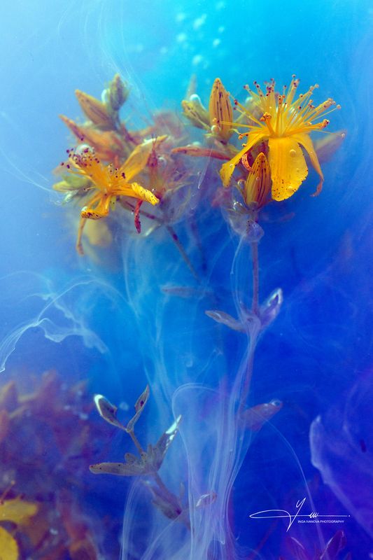 Hypericum perforatum in the mist фото превью