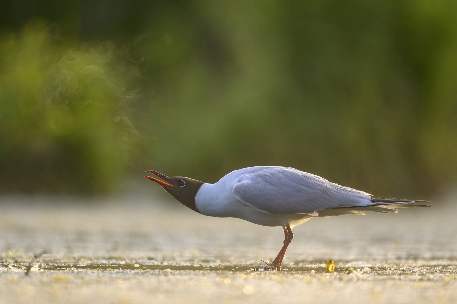 , Пупонин Сергей
