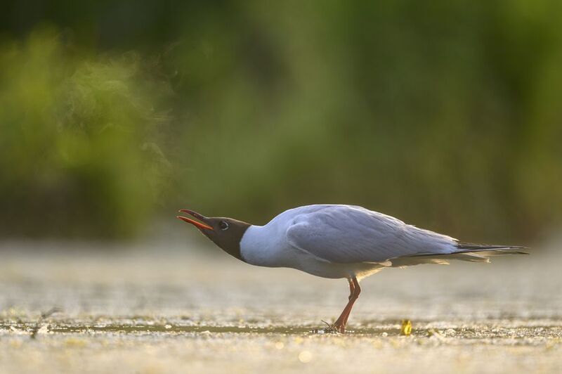 Сига есть? А если найду? фото превью