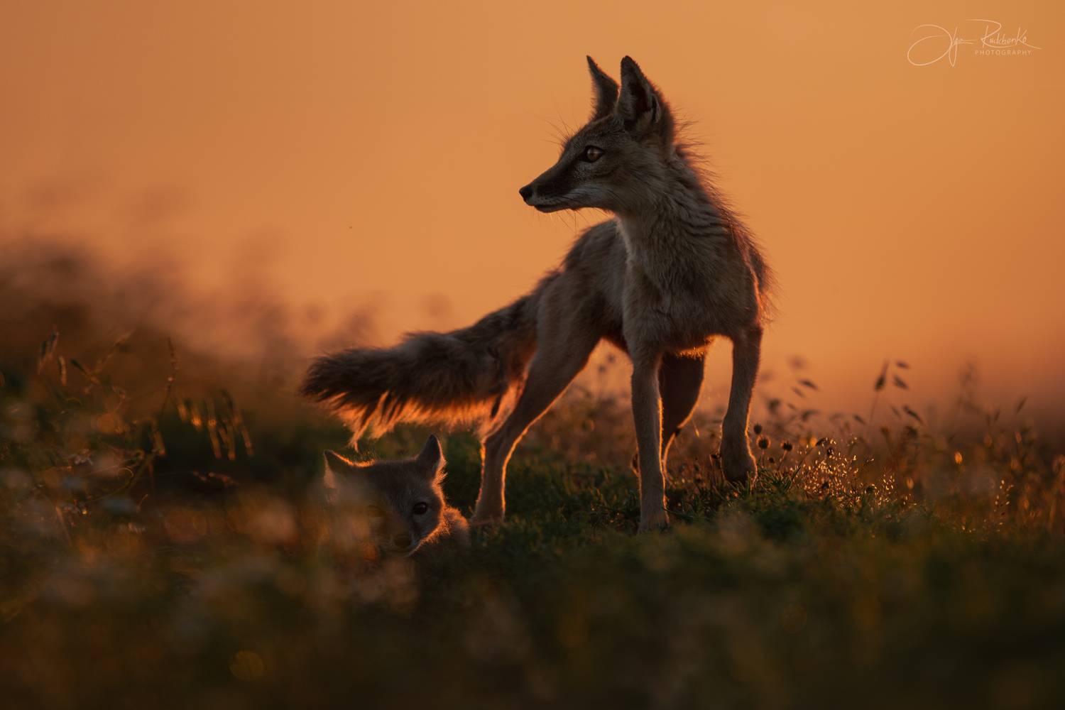 корсак, калмыкия, степная лиса, корсачонок, дикая природа, лиса, лисенок, лис, wildanimals, корсачата, vilpus corsac, corsac, корсаки, маныч, маныч-гудило, черные земли, Рудченко Ольга