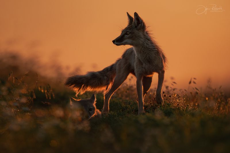 корсак, калмыкия, степная лиса, корсачонок, дикая природа, лиса, лисенок, лис, wildanimals, корсачата, vilpus corsac, corsac, корсаки, маныч, маныч-гудило, черные земли На страже.. фото превью