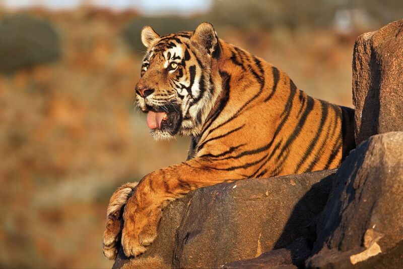 Тигриные истории - 1 фото превью