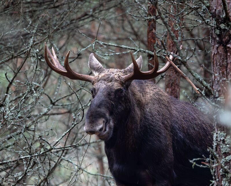 Полупортрет лося )  фото превью