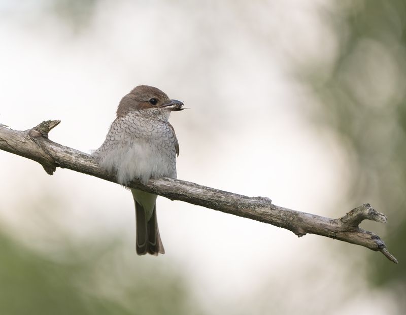 птицы,природа, лето Жулан фото превью