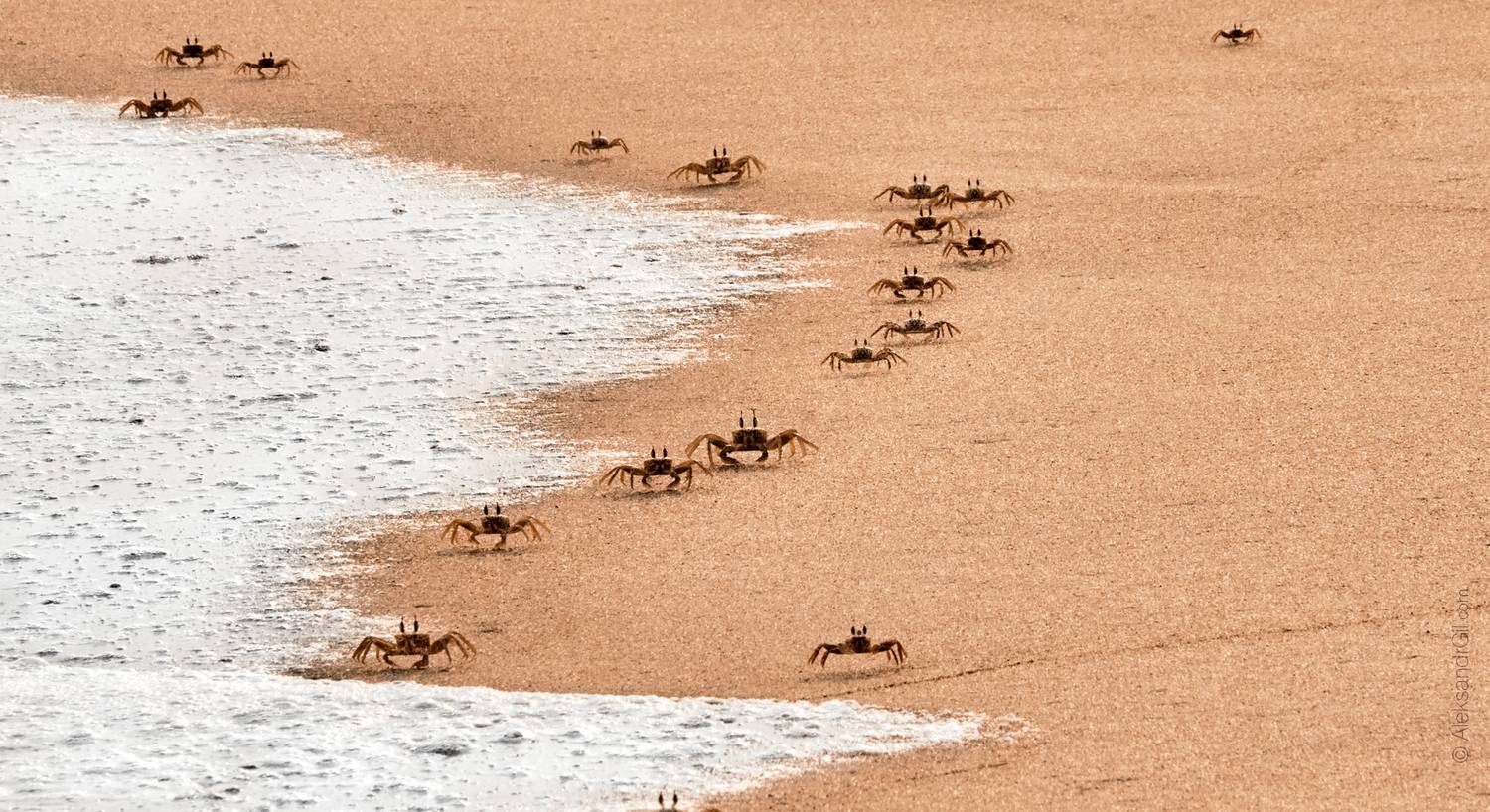 , Гиль Александр