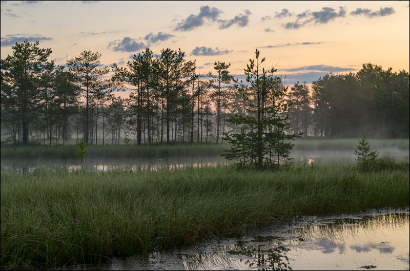 Июньский восход на торфяниках фото превью