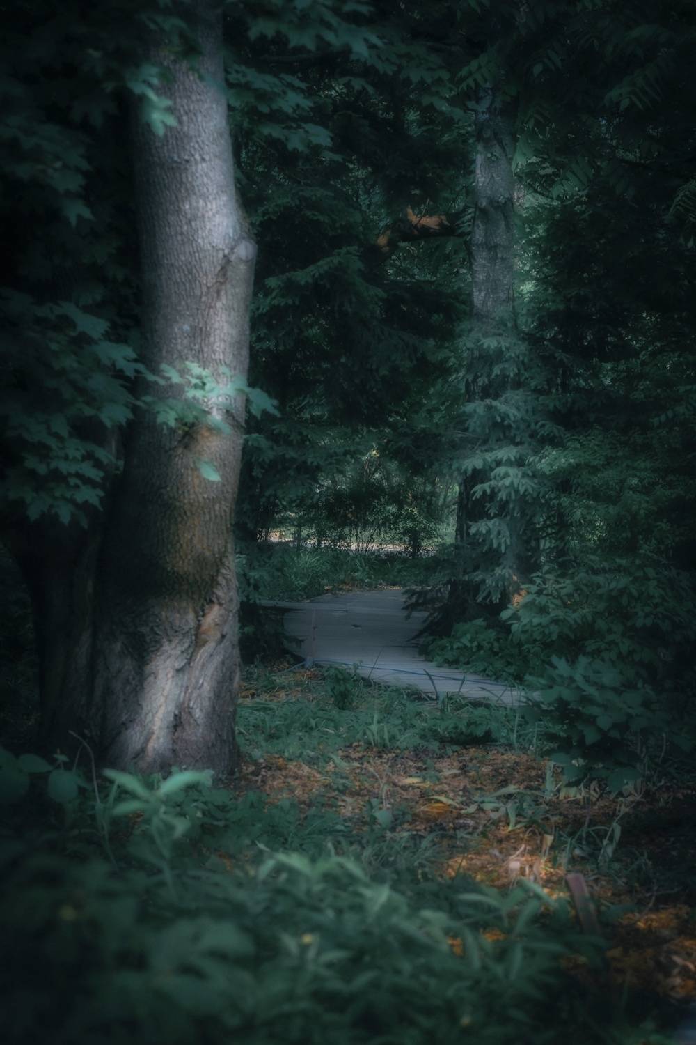 пейзаж, landscape, nature, природа, лето, summer, лес, forest, Julia Kaissa