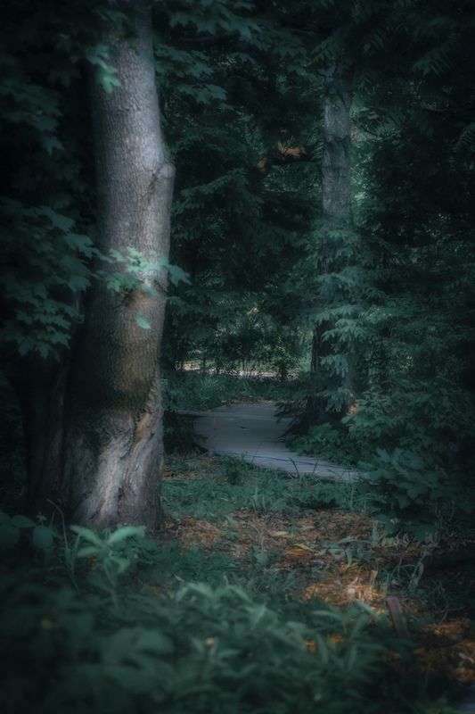 пейзаж, landscape, nature, природа, лето, summer, лес, forest *** фото превью