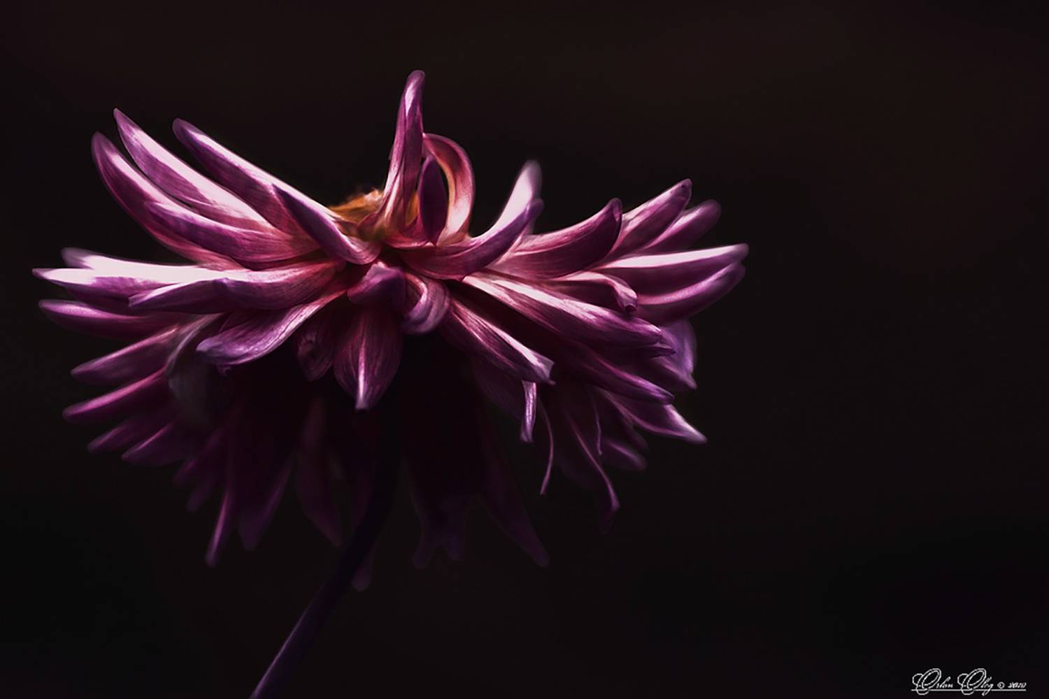 , Орлов Олег