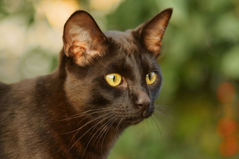 кошка Эмоциональный портрет. фото превью