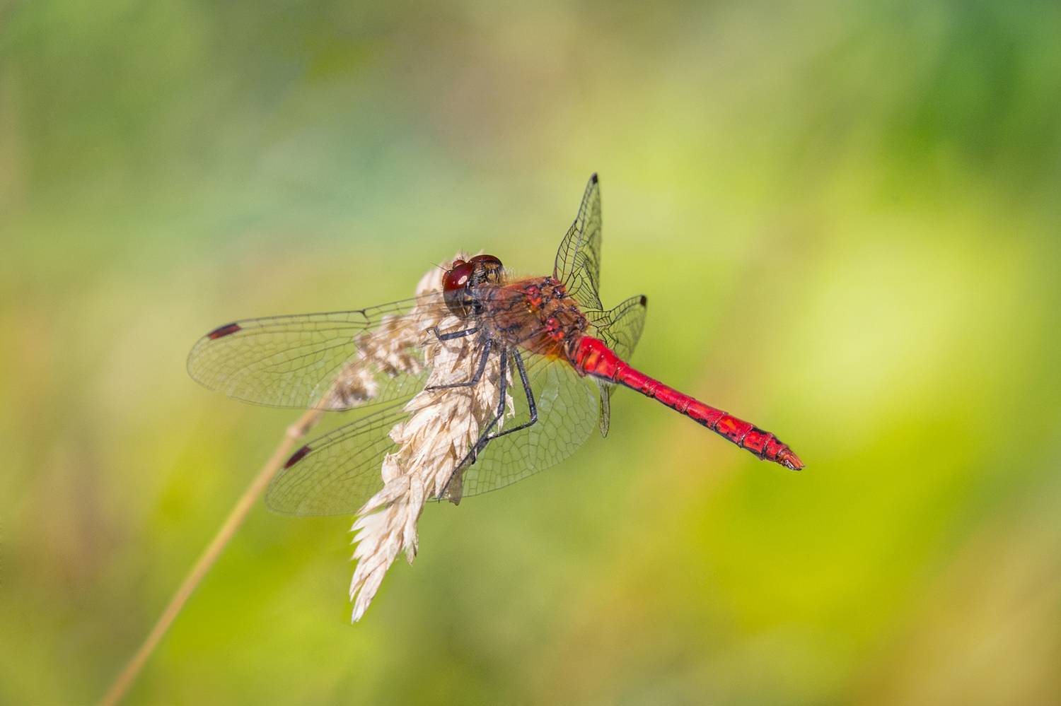 , Алексеев Сергей