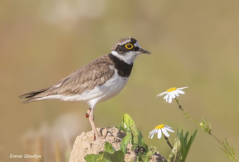 bird of prey, animal, birds, bird, animal wildlife, nature, animals in the wild, малый зуёк, little ringed plover, птицы, птица Как  божья коровка от зуйка спряталась фото превью