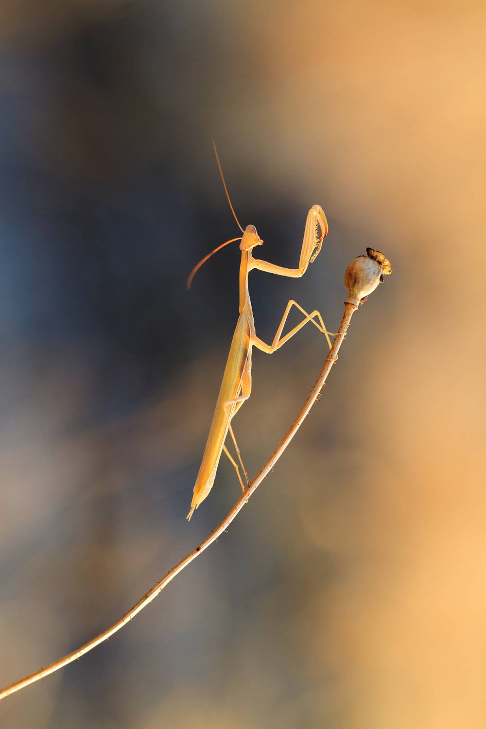 , Станка Петрова