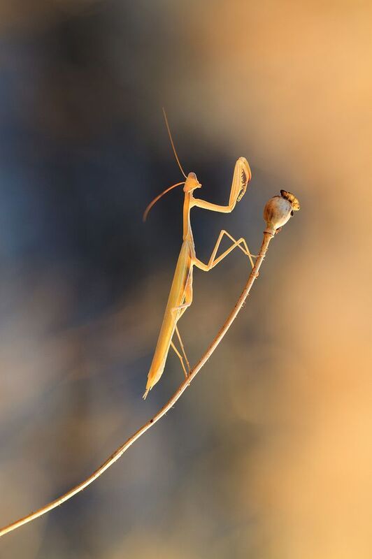 Готов к фото фото превью