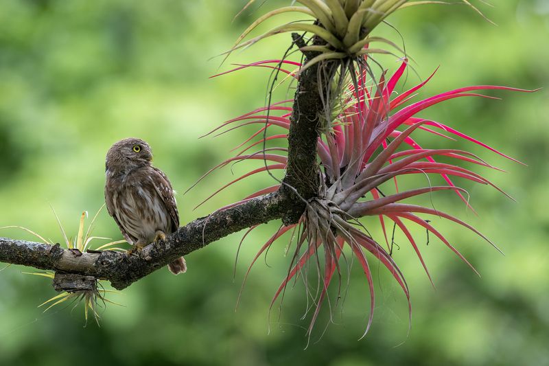 Ferruginous Pygmy-Owl фото превью