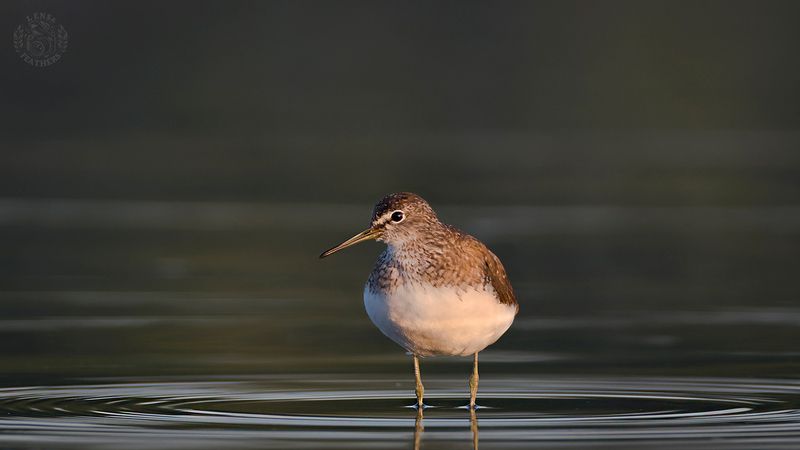 Lens and Feathers фото превью
